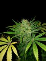 An image of BCN Diesel