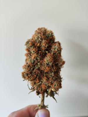 An image of GSC