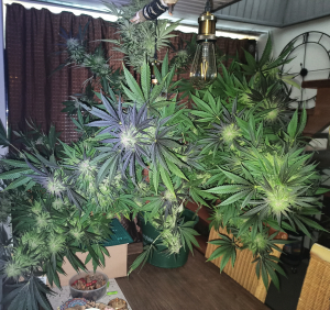 Hell Fire OG archive 3