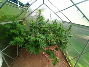 Hell Fire OG archive 2