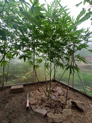 Hell Fire OG archive 1