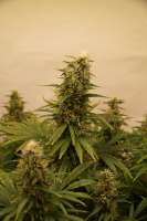 Indica Cream archive 2