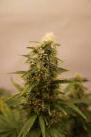 Indica Cream archive 3