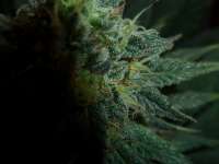 An image of Mataro Blue