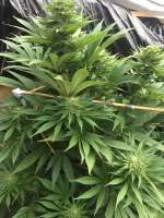 Mataro Blue: strain page photo, credit seedfinder.eu, copyright status shown with credit copyright unverified