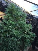 Mataro Blue: strain page photo, credit seedfinder.eu, copyright status shown with credit copyright unverified