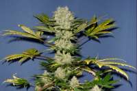 An image of Power Skunk Automática