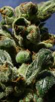 An image of Power Skunk Automática