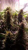 An image of Purple Kush