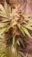 An image of Purple Kush