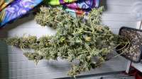 An image of Purple Kush