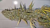 Purple Kush: strain page photo, credit seedfinder.eu, copyright status shown with credit copyright unverified