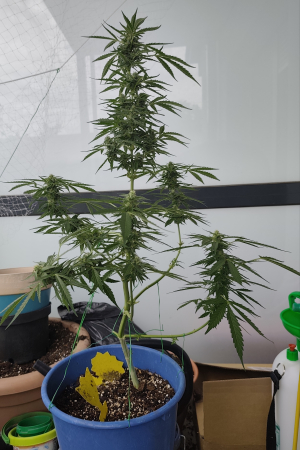An image of Strawberry Haze Auto