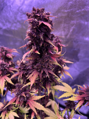 An image of Swiss Dream Rosé Auto CBD