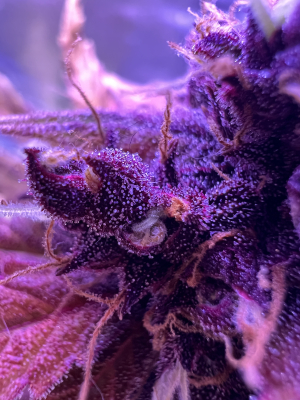 An image of Swiss Dream Rosé Auto CBD