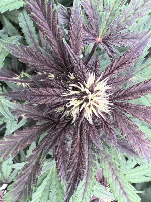 An image of Swiss Dream Rosé Auto CBD