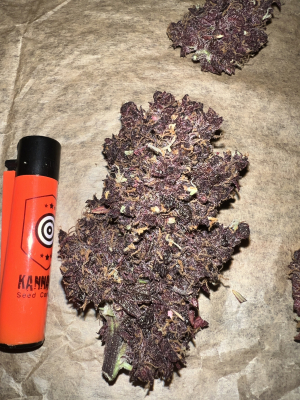 An image of Swiss Dream Rosé Auto CBD