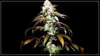 Headbanger: strain page photo, credit seedfinder.eu, copyright status shown with credit copyright unverified