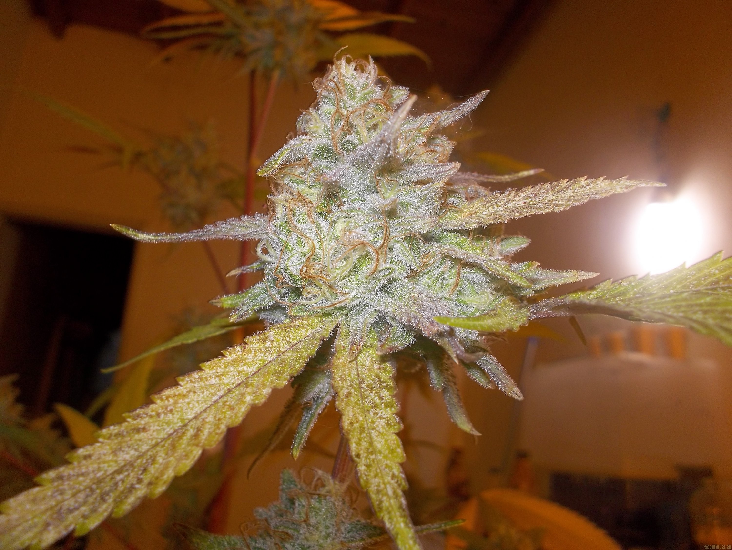 Headstash flowering cannabis, as labeled by the cited photo source