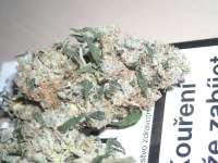An image of Sour Jack