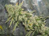 An image of Sour Jack