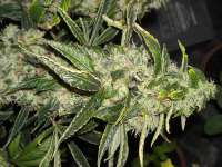 An image of Sour Jack