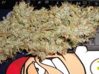 An image of Sour Jack