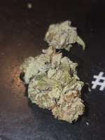 Zour Lemon archive 2