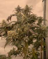 An image of Chocolate Trip F4