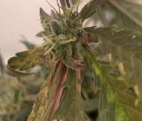 An image of Chocolate Trip F4