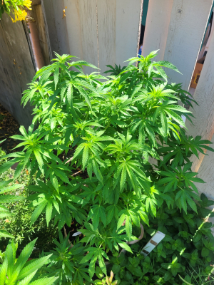 Reacher's picture by smallgrower420