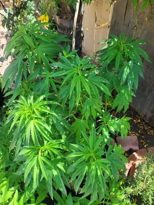 Reacher's picture by smallgrower420