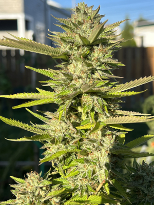 Eastern Rebellion archive 1