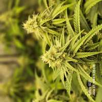 Aladdin Kush archive 2