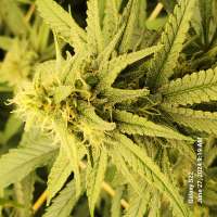 Aladdin Kush archive 1