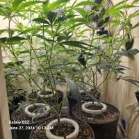 Aladdin Kush archive 4