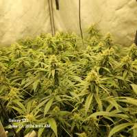 Aladdin Kush archive 3