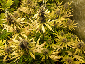 An image of Baghlan Hashplant