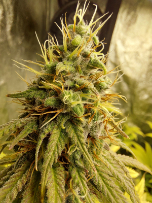 An image of Baghlan Hashplant