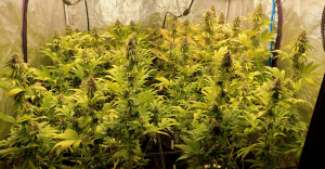 An image of Baghlan Hashplant