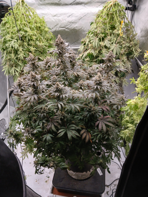 An image of Limon Blanco V3