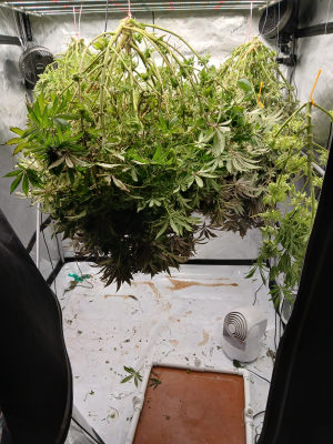 An image of Limon Blanco V3