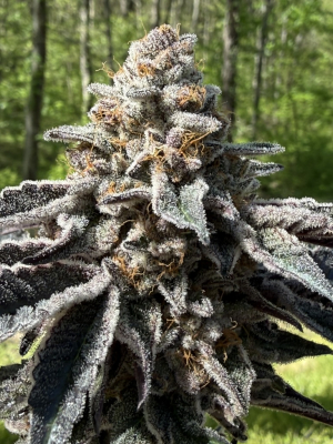 An image of Black Garlic Cookies