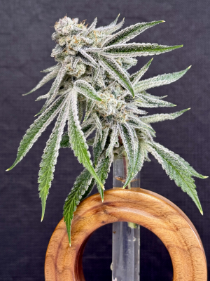 An image of Love Potion