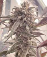 MagnoliaPie archive 1