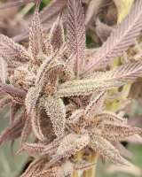 MagnoliaPie archive 2