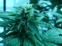 An image of Mako Haze