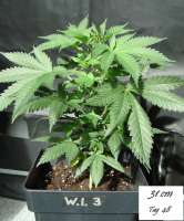 White Island archive 1