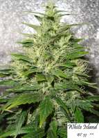 White Island archive 3