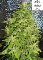 White Island archive 4